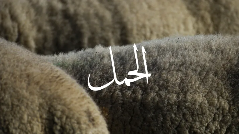 Sheep in Arabic