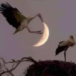 صورة لطائر مع القمر