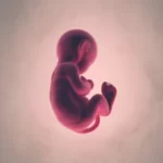 baby fetus