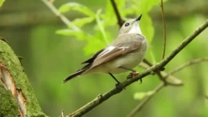 bird in the forest