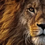 male lion close up