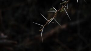 close up of thorns on a branch