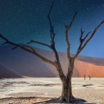 day and night tree in desert