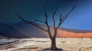 day and night tree in desert