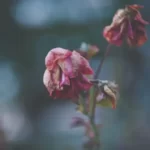 wilting flower