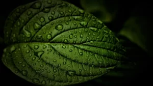 leaf with drops on it