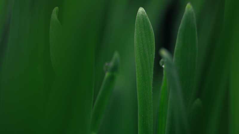 close up of blades of grass