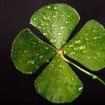 irish-clover green droplets