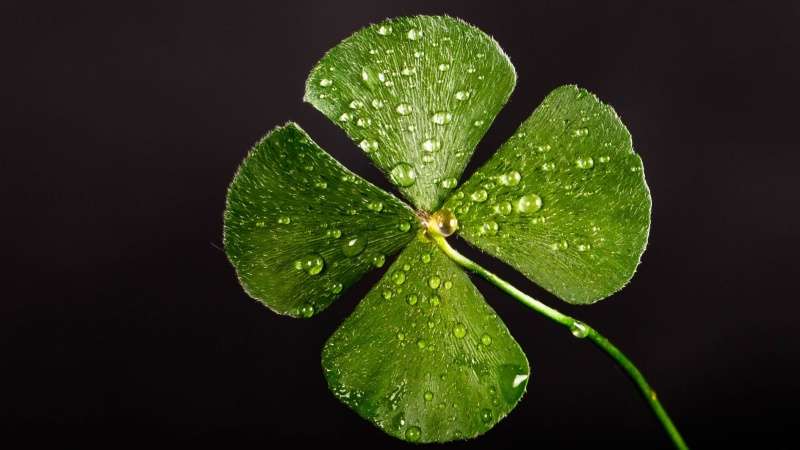 irish-clover green droplets