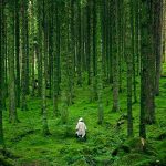 رجل يمشي في غابة خضراء