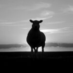 silhouette of a sheep