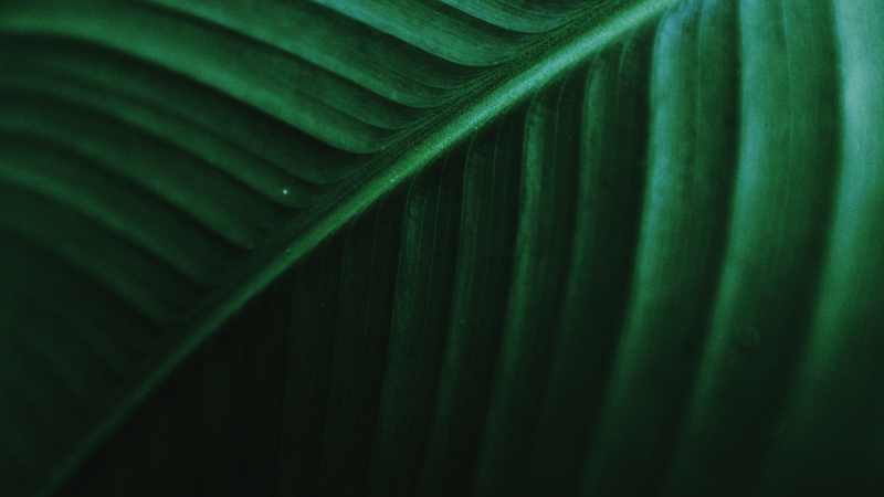 close up of a green leaf