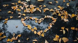 leaves in the shape of a hear near puddle