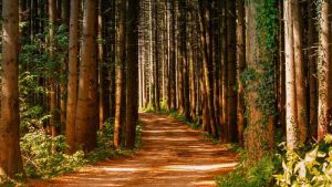 light-on-path in forest