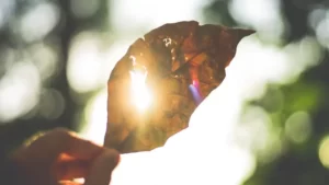 looking at an old leaf