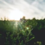 زهرة أرجوانية في الحقل عند شروق الشمس