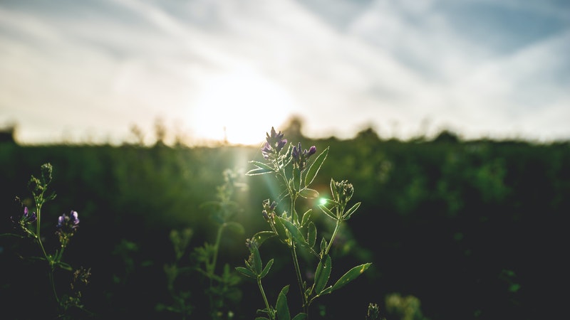 زهرة أرجوانية في الحقل عند شروق الشمس