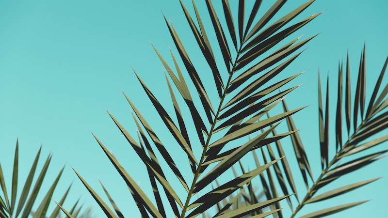 palm branches with sky background