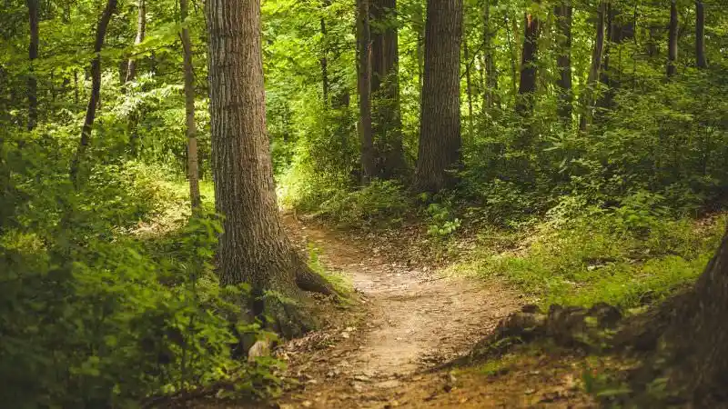 path in a green forest