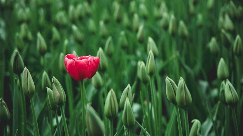 red tulip in green field