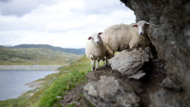 sheep on cliff by lake