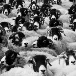 sheep-fold many sheep