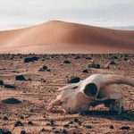 picture of a skull in desert next to dune