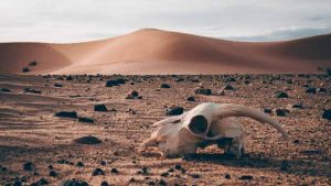 picture of a skull in desert next to dune