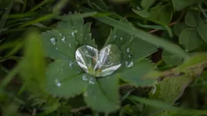 splash of water in heart shape