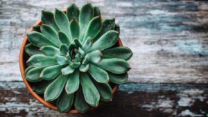 a potted green plant on a table