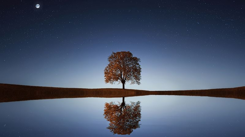 tree at night next to a lake reflecting a tree