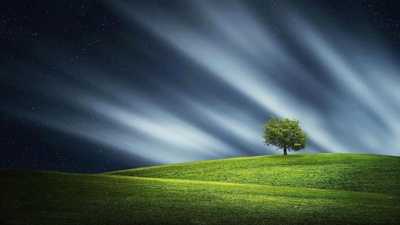 tree at night in green field