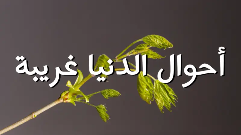 أحوال الدنيا غريبة cover photo rectangular