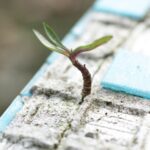 نبات صغير متواضع ينمو من صدع في الخرسانة